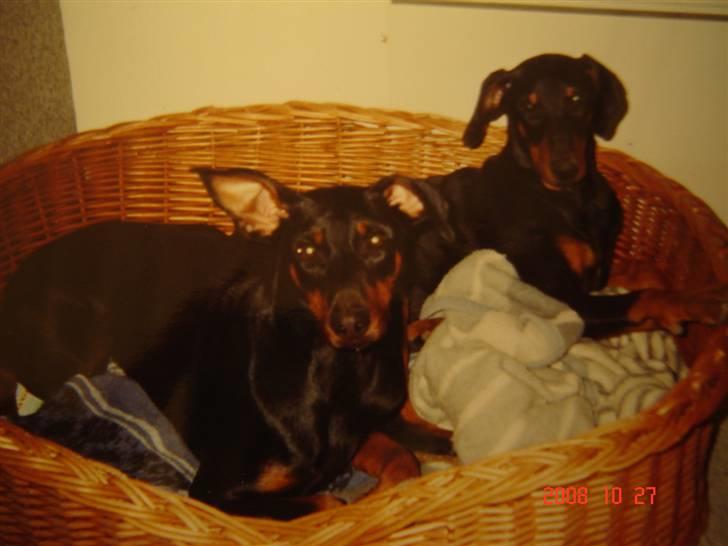 Dobermann Zenta og tani R.I.P - Zenta og Tani billede 1