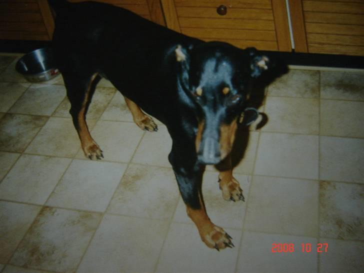 Dobermann Zenta og tani R.I.P - Zenta billede 2