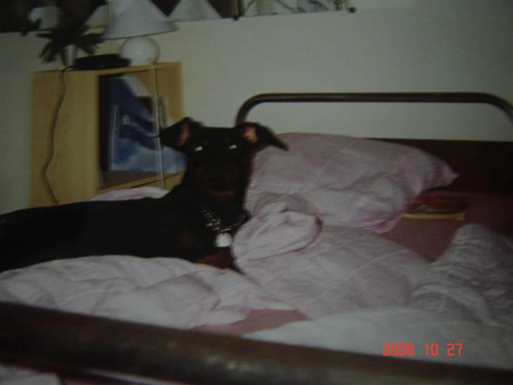 Dobermann Zenta og tani R.I.P - Zenta billede 3