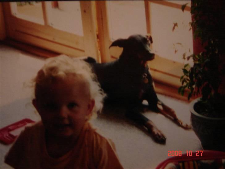 Dobermann Zenta og tani R.I.P - Zenta billede 5