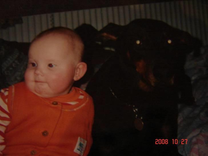 Dobermann Zenta og tani R.I.P - Mig og Zenta billede 6