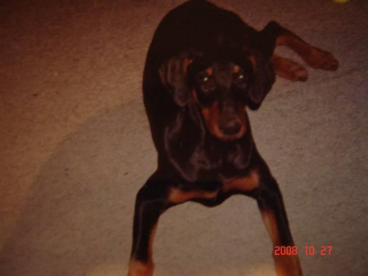 Dobermann Zenta og tani R.I.P - Tani billede 7
