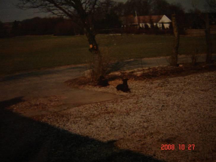 Dobermann Zenta og tani R.I.P - Zenta og Tani billede 8