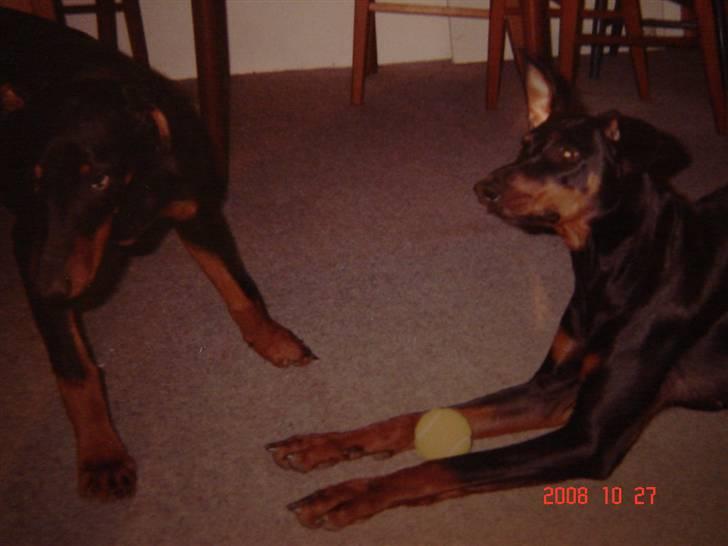 Dobermann Zenta og tani R.I.P - Zenta og Tani billede 9