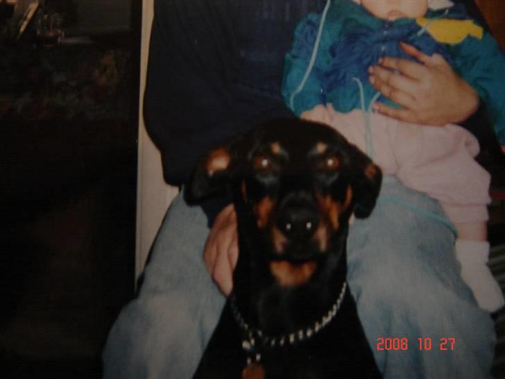 Dobermann Zenta og tani R.I.P - Tani billede 11