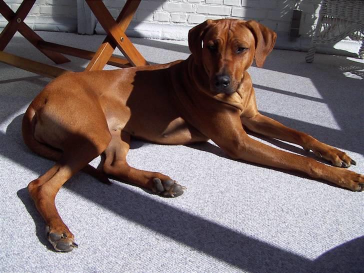 Rhodesian ridgeback Tuasiwa's Ga-ma Akili - Velkommen :D Her ligger Akili og tager en slapper i solen :D billede 1