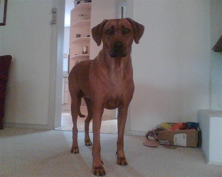 Rhodesian ridgeback Tuasiwa's Ga-ma Akili - akili i stuen :D billede 2