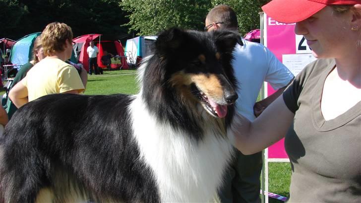 Collie langhåret Candy - Velkommen til min profil..  billede 1