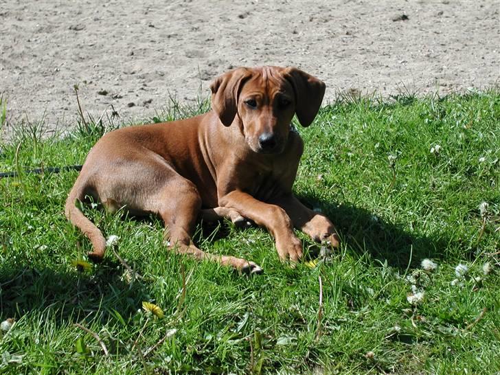 Rhodesian ridgeback Tuasiwa's Ga-ma Akili - Akili er for første gang med til et ride stævne :D billede 3