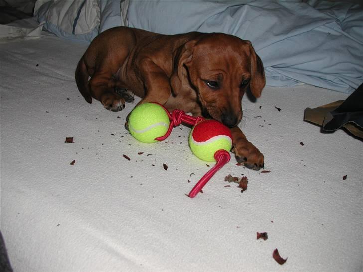 Rhodesian ridgeback Tuasiwa's Ga-ma Akili - Akili spiser :P billede 4