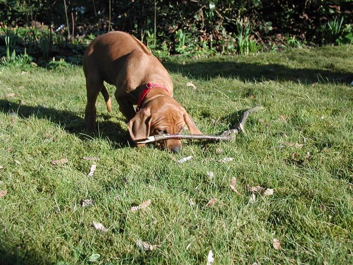 Rhodesian ridgeback Tuasiwa's Ga-ma Akili - Akili den første dag, hun spiser haven :D billede 5