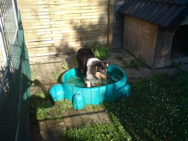 Collie langhåret Candy - Fedt med badebassin.  billede 2