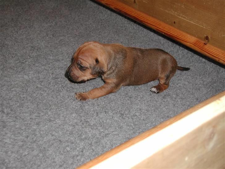 Rhodesian ridgeback Tuasiwa's Ga-ma Akili - Akili som baby :b billede 7