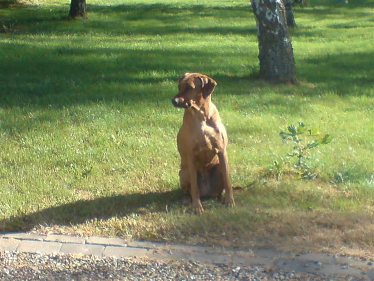 Rhodesian ridgeback Tuasiwa's Ga-ma Akili - Akili i haven :D billede 8