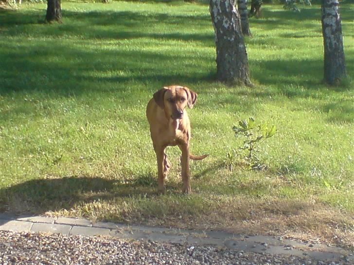 Rhodesian ridgeback Tuasiwa's Ga-ma Akili - Smukke hund :P billede 9