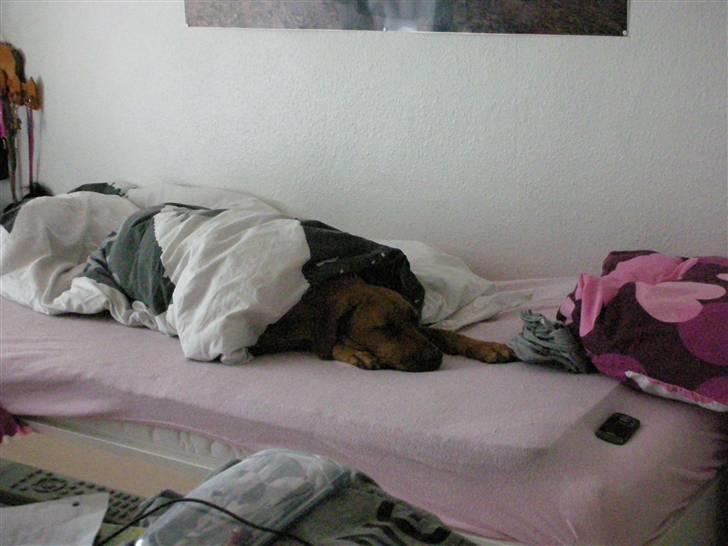 Rhodesian ridgeback Tuasiwa's Ga-ma Akili - Akilis ynglings beskeftielse. :D billede 10