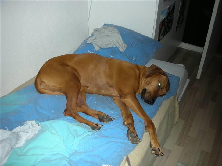 Rhodesian ridgeback Tuasiwa's Ga-ma Akili - Akili sover :P billede 11