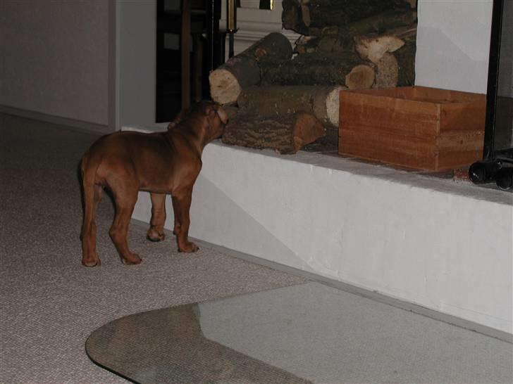 Rhodesian ridgeback Tuasiwa's Ga-ma Akili - Akili kunne godt lide at spise brænde :P billede 12