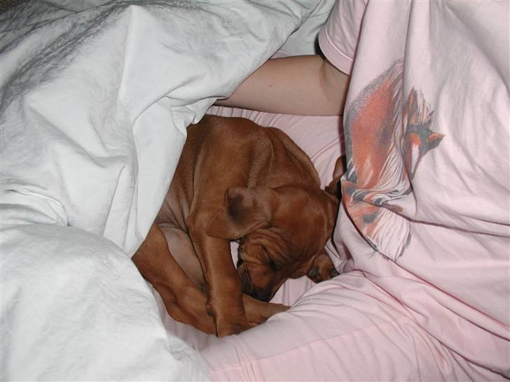 Rhodesian ridgeback Tuasiwa's Ga-ma Akili - Den første dag vi havde hende :D  billede 13