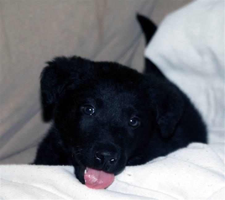 Blanding af racer Nani - Frække vaps billede 1