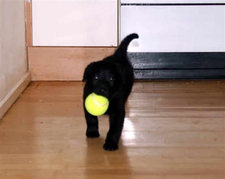 Blanding af racer Nani - Og så bære man bolden tilbage til kurven billede 3
