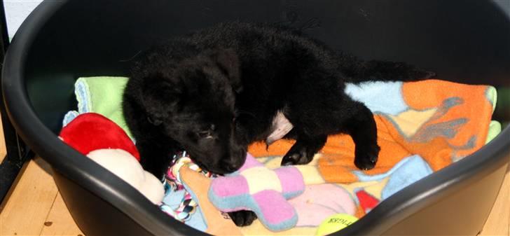 Blanding af racer Nani - I sin kurv billede 4