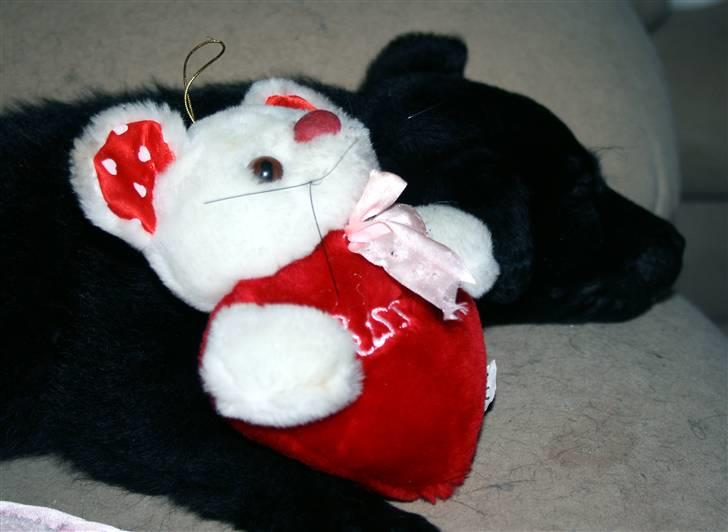 Blanding af racer Nani - Med sin bamse billede 5