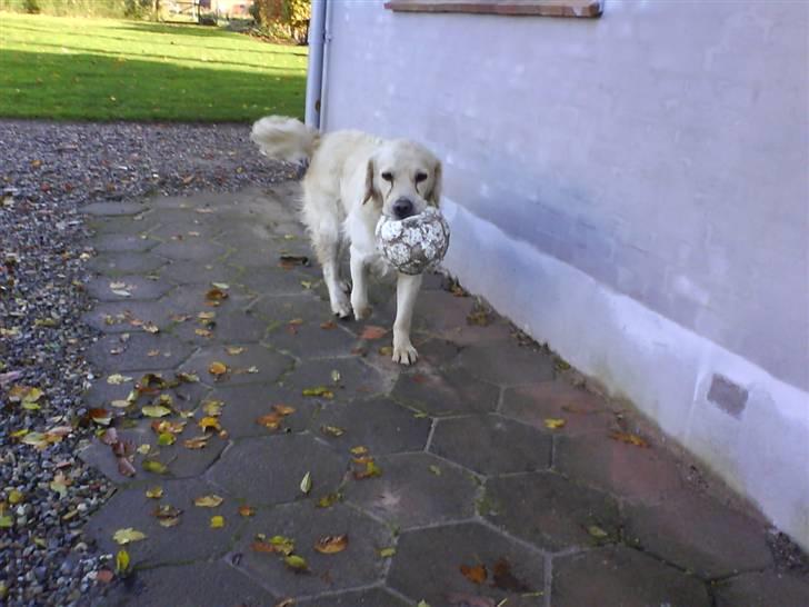 Golden retriever simba <3 (himmel hund) - her kommer jeeeg billede 7