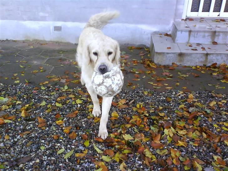 Golden retriever simba <3 (himmel hund) - hihi jeg er dyktig billede 8