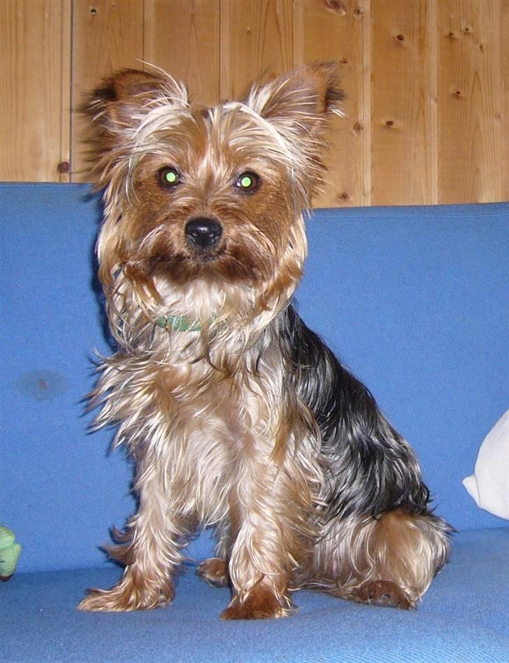 Yorkshire terrier Fifi billede 1