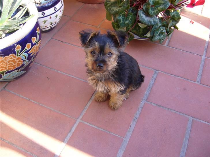 Yorkshire terrier Fifi billede 2