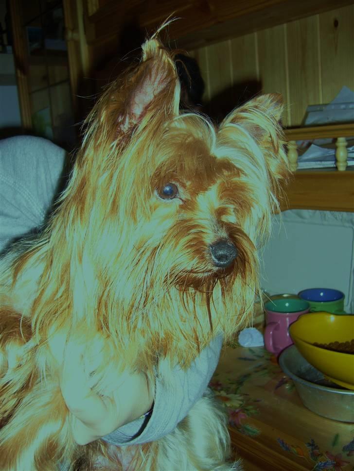 Yorkshire terrier Fifi - oliver billede 3