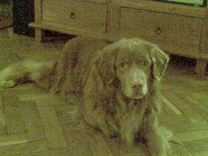 Nova scotia duck tolling retriever Cesar - cesar ligger i stuen billede 1