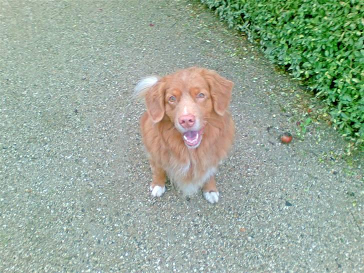 Nova scotia duck tolling retriever Cesar - cesar i skoven billede 2