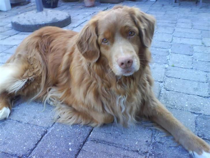 Nova scotia duck tolling retriever Cesar - cesar ligger på terassen på en varm sommerdag billede 3