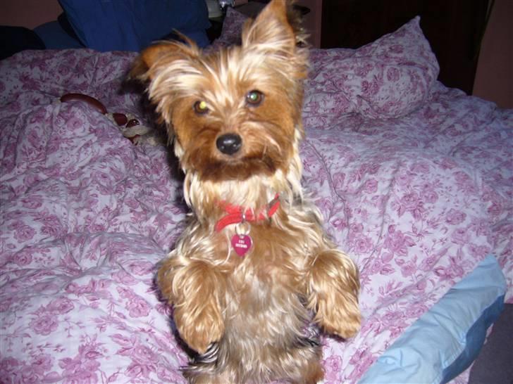 Yorkshire terrier Fifi billede 4