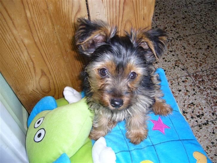 Yorkshire terrier Fifi billede 5