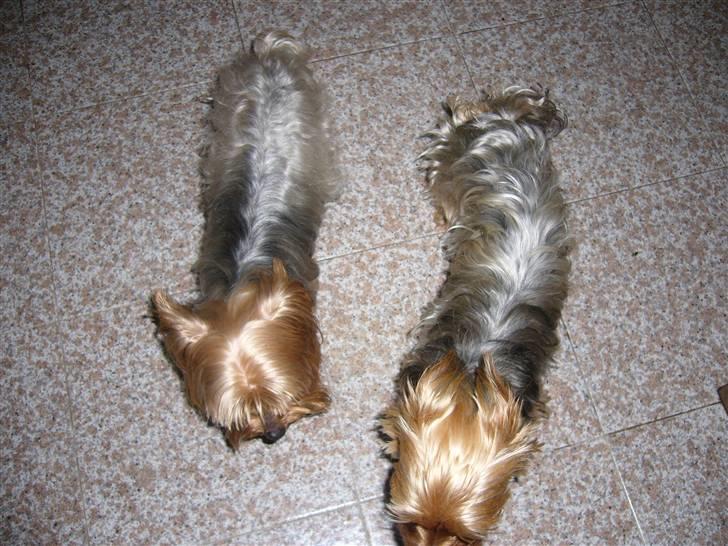 Yorkshire terrier Fifi - Oliver og Fifi billede 6
