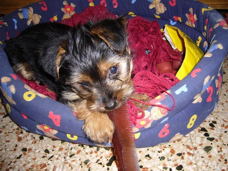 Yorkshire terrier Fifi billede 7