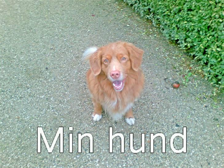 Nova scotia duck tolling retriever Cesar billede 4