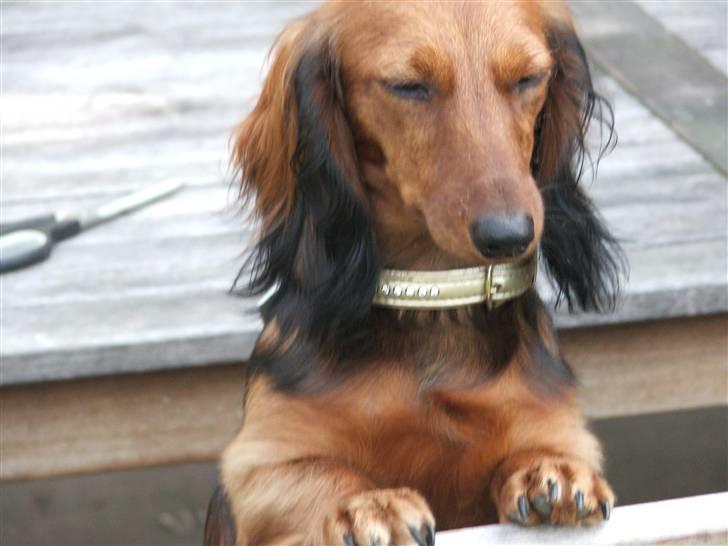 Gravhund stella - halløj... billede 12