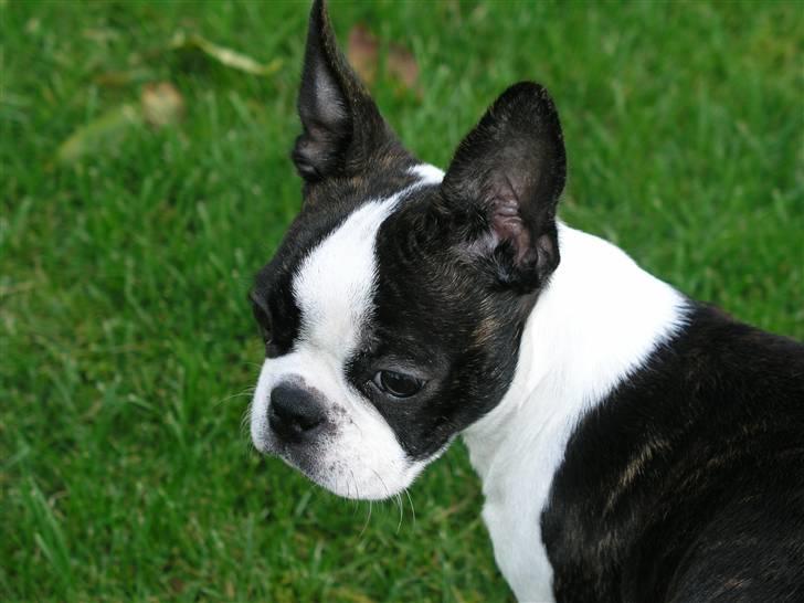 Boston terrier Bella - Jeg prøver lige at stå stille så mor kan få et billede!! billede 12