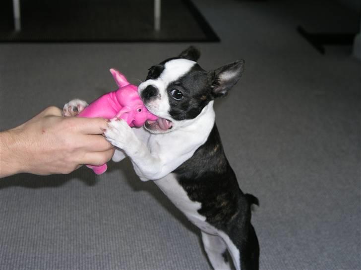Boston terrier Bella - Nu skal jeg lige ruske ØFFE godt og grundigt billede 13