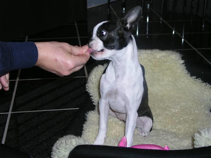 Boston terrier Bella - MUMS - Jeg ELSKER bare tournados som godbidder :-0 Mor & far fortjener et ordenligt potedask!! billede 14