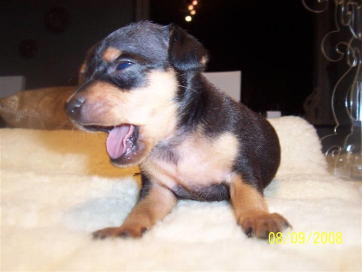 Dvaergpinscher dudu *DØD* - huuuuuuuaaaaahh jeg er så træt...... hjælp.... hjælp.... jeg falder...... BUUUM.......ZZZZZzzzzzzZZZZZzzzz billede 1