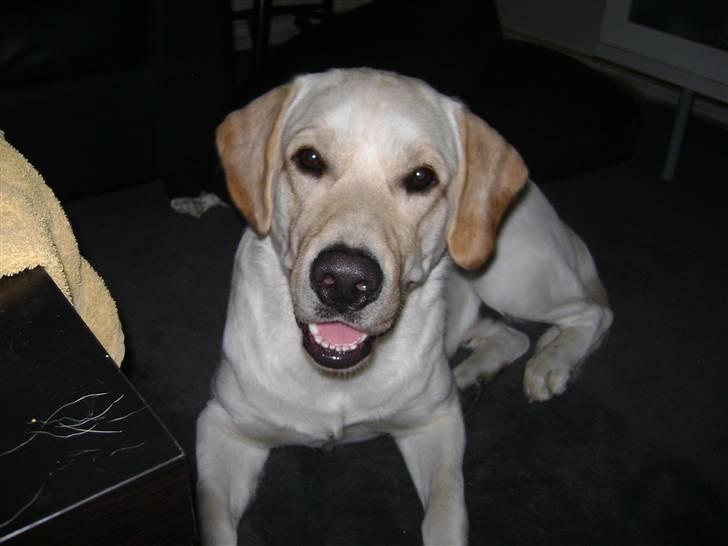 Labrador retriever BOB billede 1