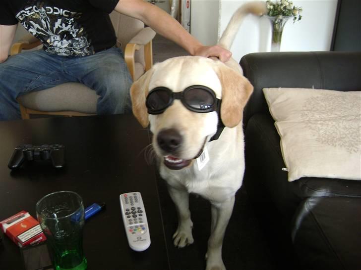 Labrador retriever BOB billede 2