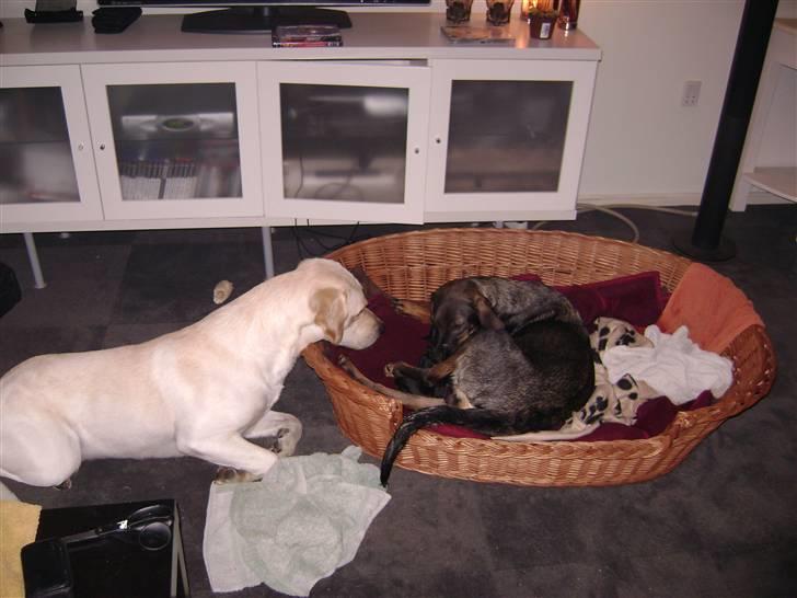 Labrador retriever BOB - En meget stolt far billede 3