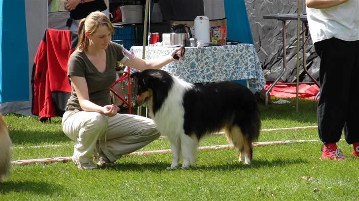 Collie langhåret Candy - Så er vi på udstilling og vi fik en fin 1 plads 3 vinder. så der var kun 2 o min klasse der var dygtigere end mig. billede 3