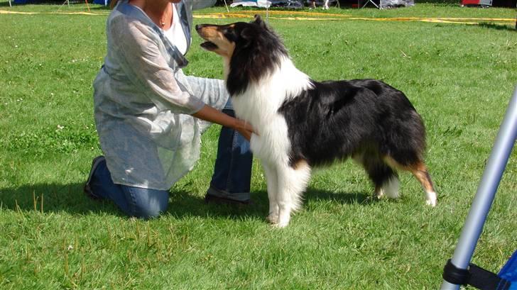 Collie langhåret Candy - På udstilling sammen med Dorthe inden jeg flyttede hjem til Malene. billede 4